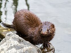 Three-quarter photograph of an animal at the water's edge, elongated body, wet fur. The face shows a pink nose, black eyes, and rounded ears.