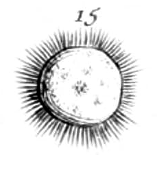 Heliozoan depicted by Louis Joblot, 1718