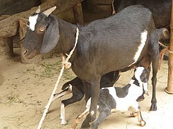 Female suckling two kids