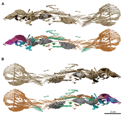 Micro CT scan of MHNG GEPI V5788 (referred)