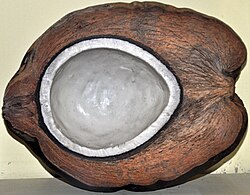 The niu vai form of domesticated Pacific coconuts, selected for more meat and water, and less husk