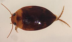 Neoporus dilatatus