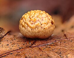 An oak leaf gall on the underside of an oak leaf.