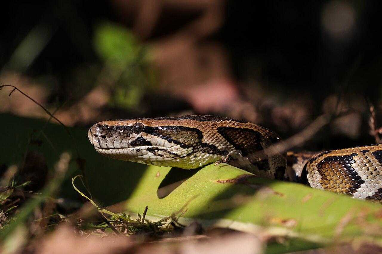 Burmese Python photographed at Bardiya National Park1.jpg