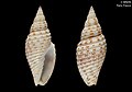 Domiporta latistriata