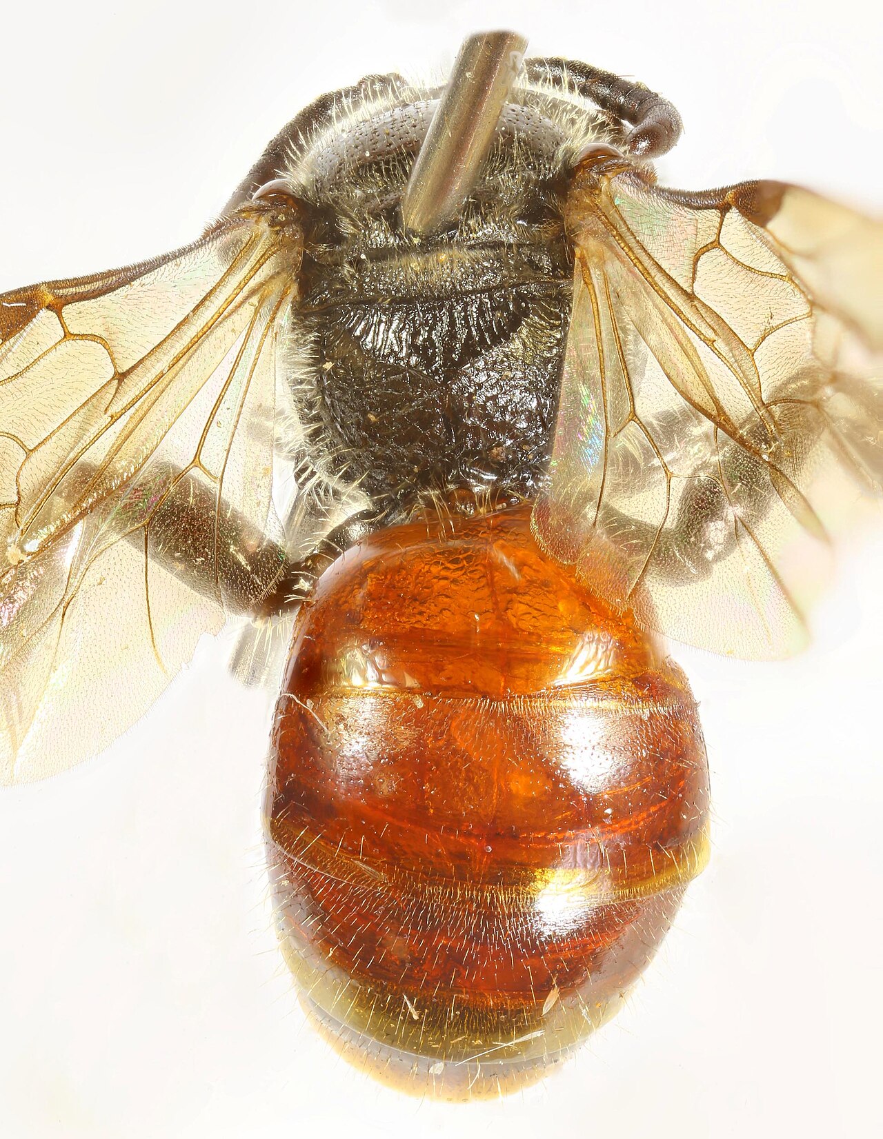 Sphecodes geoffrellus female, Trawscoed, North Wales, Aug 2007 2 - Flickr - janetgraham84.jpg