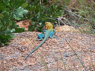 Male collared lizard, with blue-green body and yellow-brown head, at the Wichita Mountains Wildlife Refuge near Lawton, Oklahoma