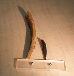 large and small, long teeth