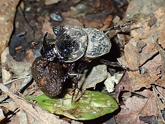 C. brachypterus Nomura,1964