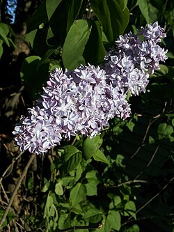 A double-flowered S. vulgaris cultivar
