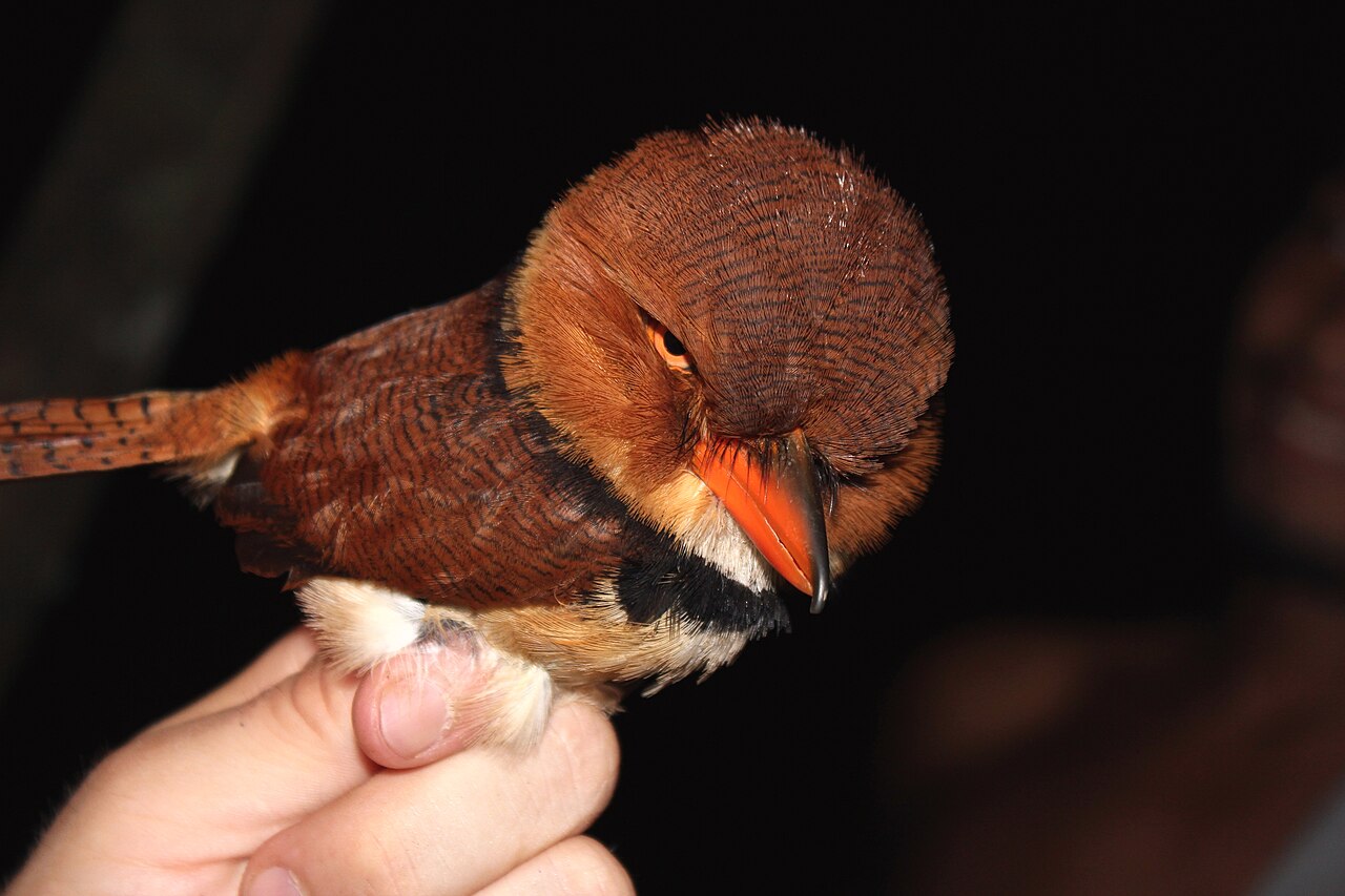 Collared Puffbird.jpg