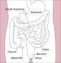 Normal location of the appendix relative to other organs of the digestive system (frontal view)