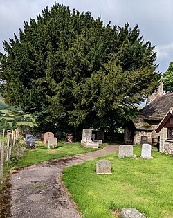 Churchyard yew, Llanveynoe, Herefordshire