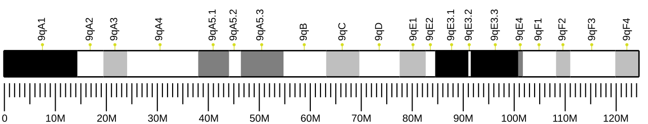 Ideogram of house mouse chromosome 9.svg