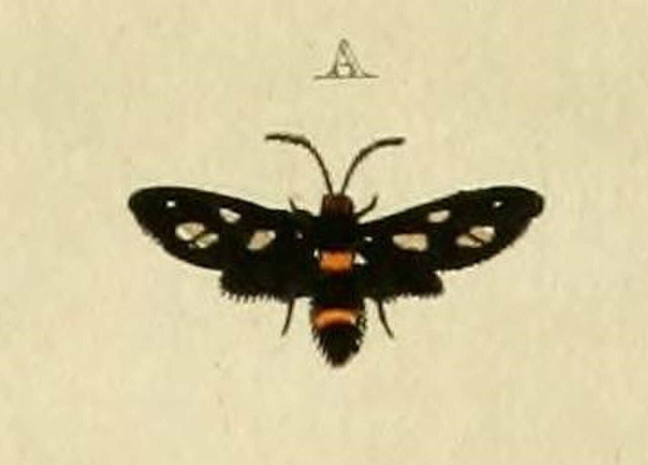 Ceryx diptera CramerAndStoll-uitlandsche kapellen vol. 4- pl 400.jpg