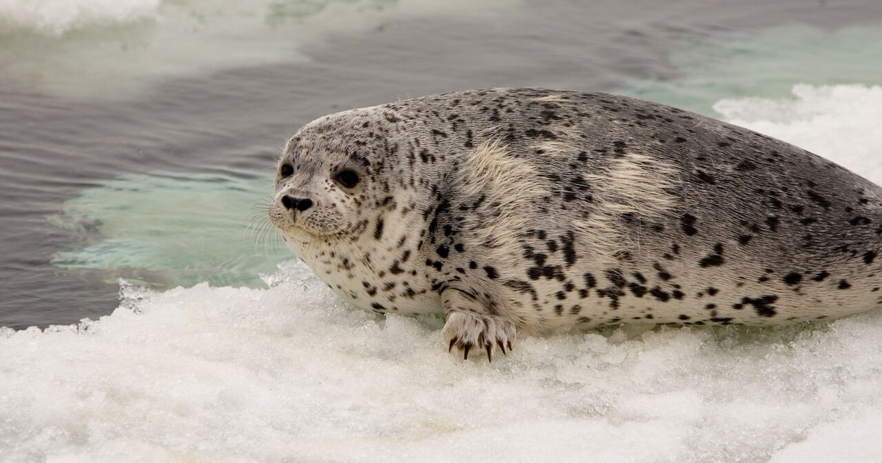 Phoca largha Bering Sea 2.jpg