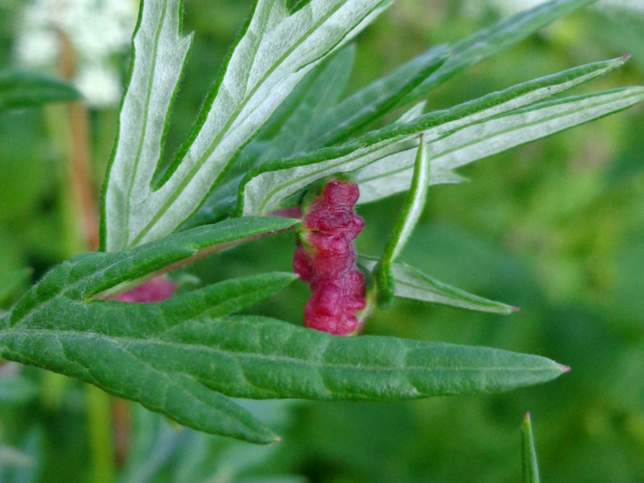 Cryptosiphum artemisiae 01.JPG