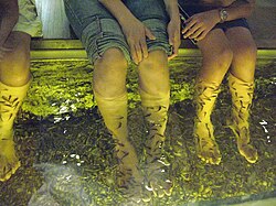 Some spas provide large fish ponds with thousands of doctor fish in them.