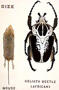 Royal goliath beetle, Goliathus regius, compared to a mouse