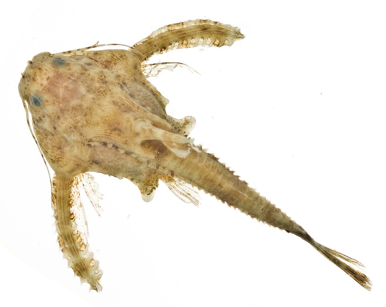 Physopyxis lyra SI2.jpg