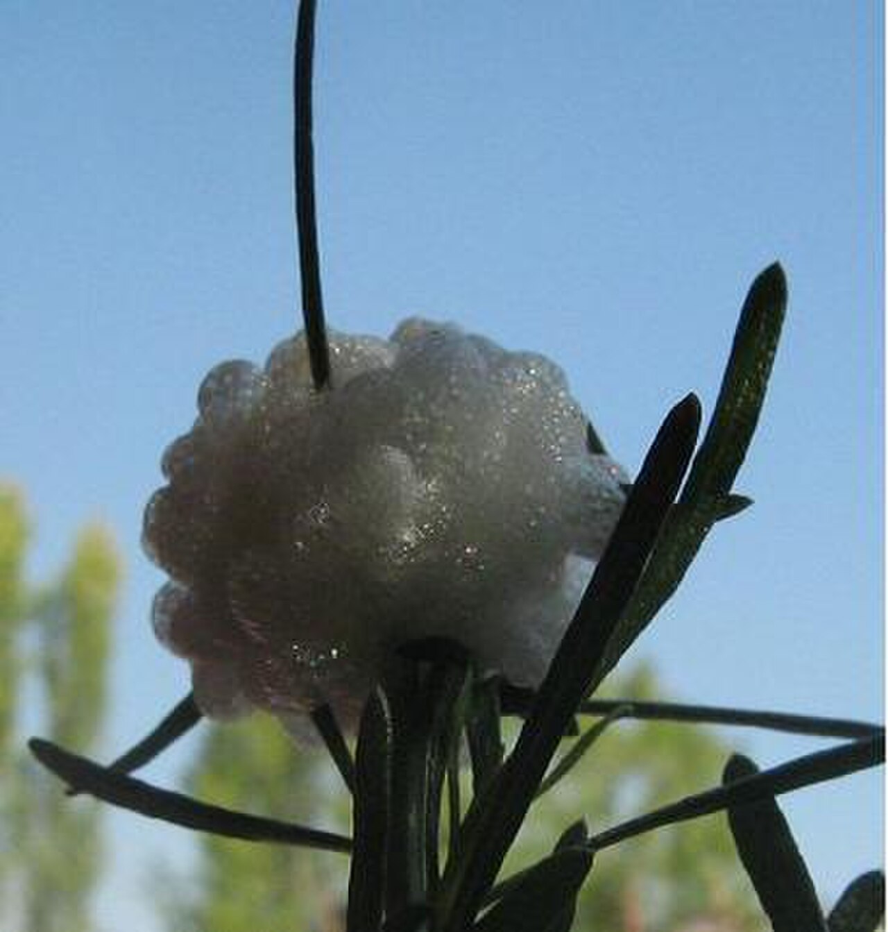 Gall2004.jpg