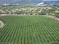 Vineyards in Tarija, Bolivia
