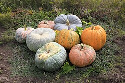 Two bright orange C. pepo pumpkins, center right; the rest are squashes, C. maxima