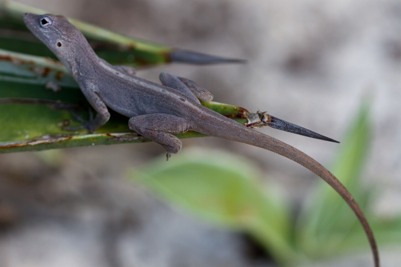 Female Anolis scriptus.jpg
