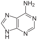 Adenine
