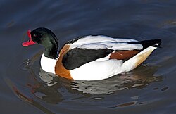 Male Common shelduck