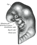 Schematic of developing human embryo with first (mandibular), second (hyoid), pharyngeal arches and third arches labelled