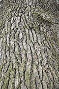 Bark on a mature Lebanon cedar