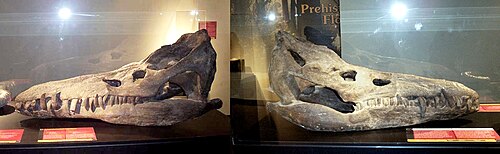 Two photos showing the left and right sides of a fossil skull of a marine reptile on display in a museum