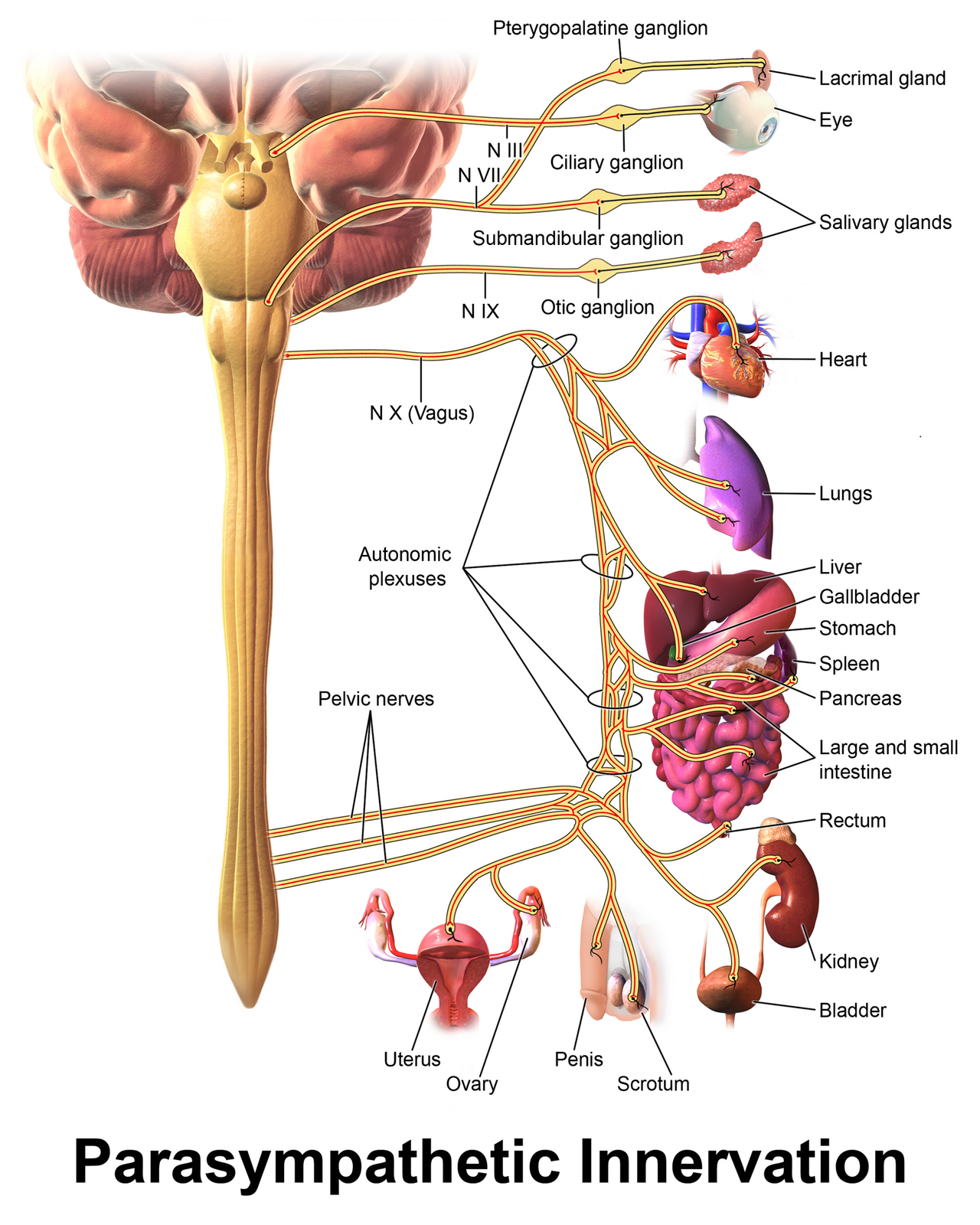 Blausen 0703 Parasympathetic Innervation.png