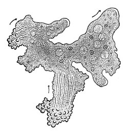 The single-celled giant amoeba has up to 1000 nuclei and reaches lengths of 5 mm (0.20 in).