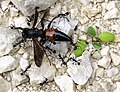 Unidentified spider wasp being carried off by ants.