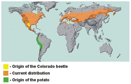 Native range of the potato and native and current range of the Colorado beetle