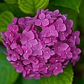 Pink-purple hydrangea