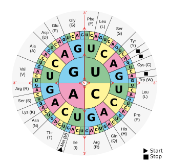 A circular diagram is separated into three rings, broken down into sections labeled with the letters: G, U, A, and C. Each represents a nucleotide found in RNA.