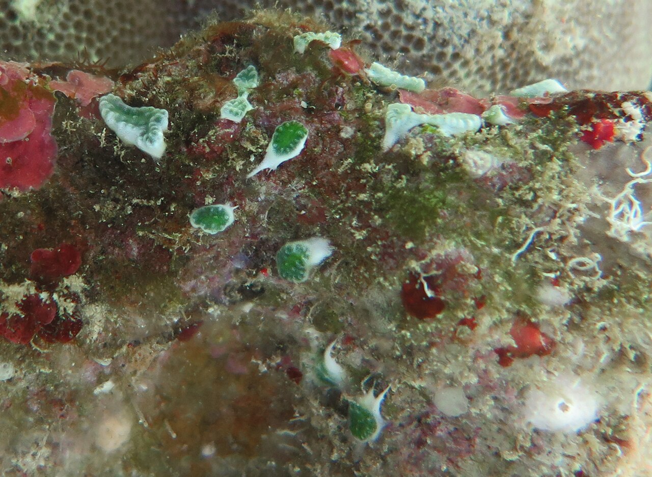 Trididemnum cyclops.jpg