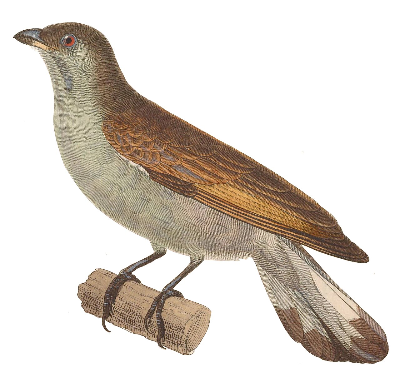 Indicator minor 1838.jpg