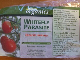 Encarsia formosa, a parasitoid, is sold commercially for biological control of whitefly, an insect pest of tomato and other horticultural crops.