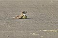 Great crested flycatcher sunbathing