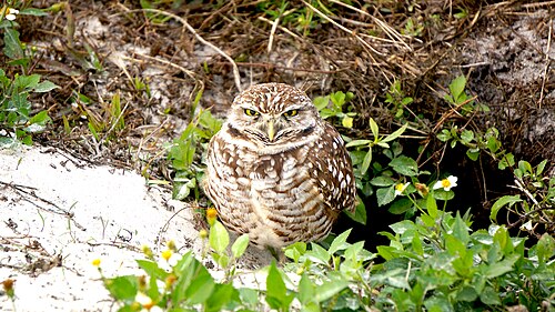 Burrowing Owl at Vista View Park, Davie, FL Jan 19, 2026