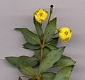 B. gagnepainii flowers, 7 mm (1⁄4 in) wide