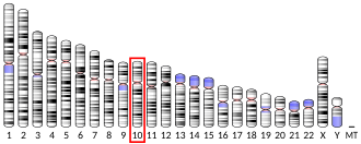 Chromosome 10 (human)