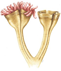 Auroralumina attenboroughii, an Ediacaran predator (c. 560 mya)[100]