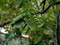 Cyclocarya paliurus in the Dresden Botanical Garden