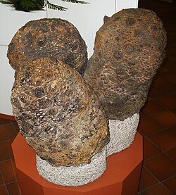 Cycadeoidea_sp