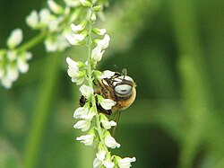 Example species